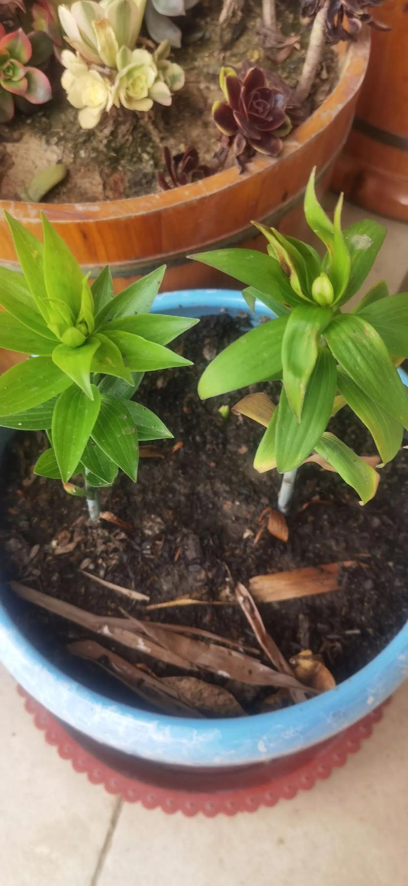 盆栽百合多久浇水一次？盆栽百合多长时间浇一次水？-第2张图片-优品飞百科