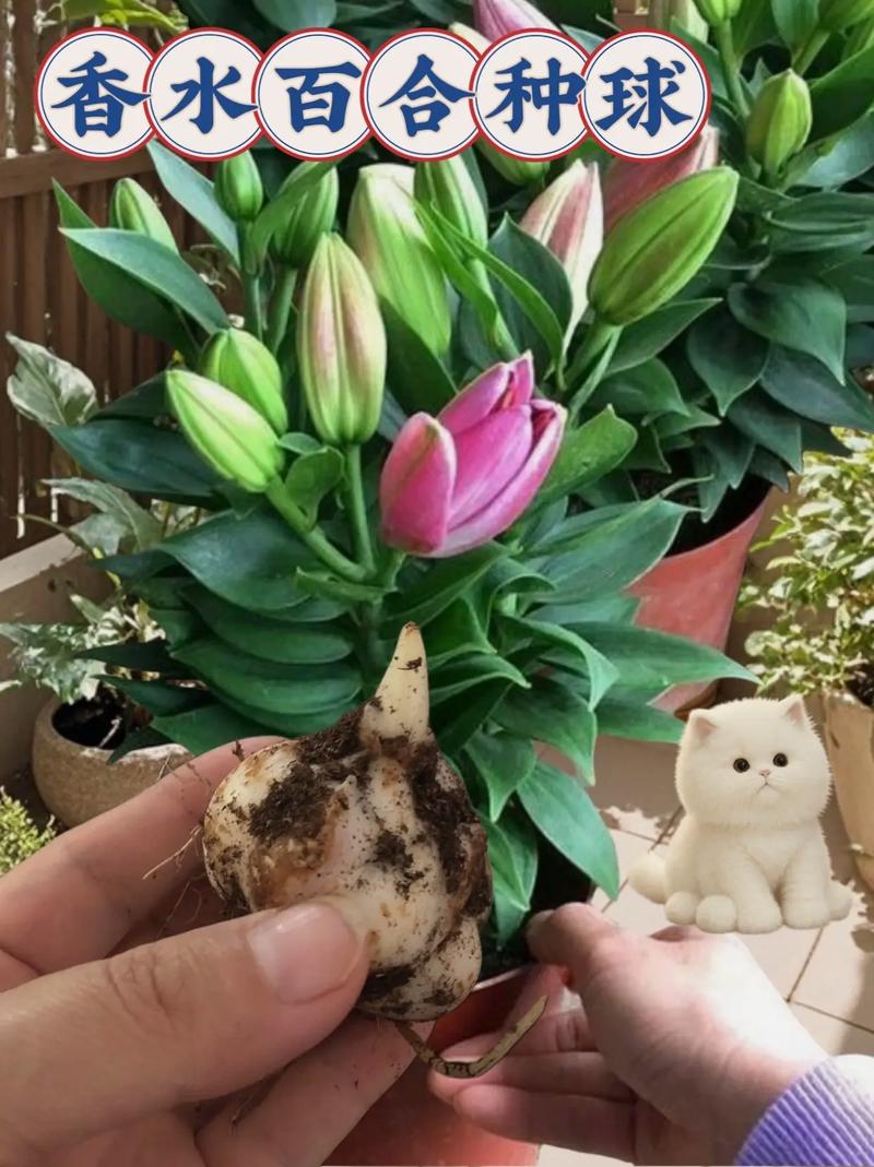 盆栽百合多久浇水一次？盆栽百合多长时间浇一次水？-第3张图片-优品飞百科