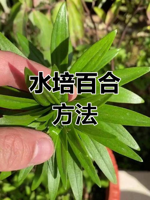 盆栽百合多久浇水一次？盆栽百合多长时间浇一次水？-第4张图片-优品飞百科