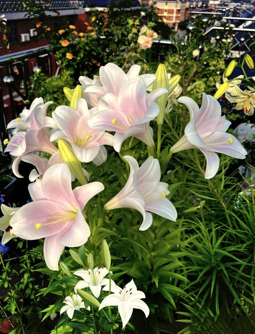 盆栽百合多久浇水一次？盆栽百合多长时间浇一次水？-第5张图片-优品飞百科