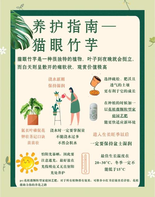 猫眼竹芋叶片发黄干枯怎么办？猫眼竹芋叶边焦枯是什么原因？