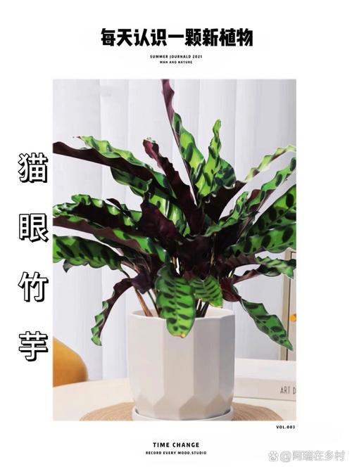 猫眼竹芋叶片发黄干枯怎么办？猫眼竹芋叶边焦枯是什么原因？-第2张图片-优品飞百科