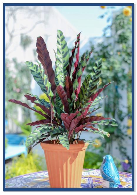 猫眼竹芋叶片发黄干枯怎么办？猫眼竹芋叶边焦枯是什么原因？-第3张图片-优品飞百科