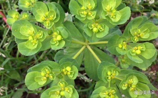 猫眼竹芋叶片发黄干枯怎么办？猫眼竹芋叶边焦枯是什么原因？-第4张图片-优品飞百科