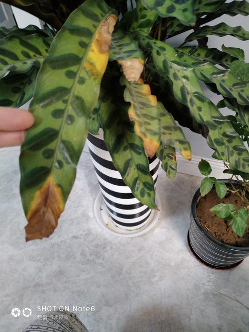 猫眼竹芋叶片发黄干枯怎么办？猫眼竹芋叶边焦枯是什么原因？-第5张图片-优品飞百科