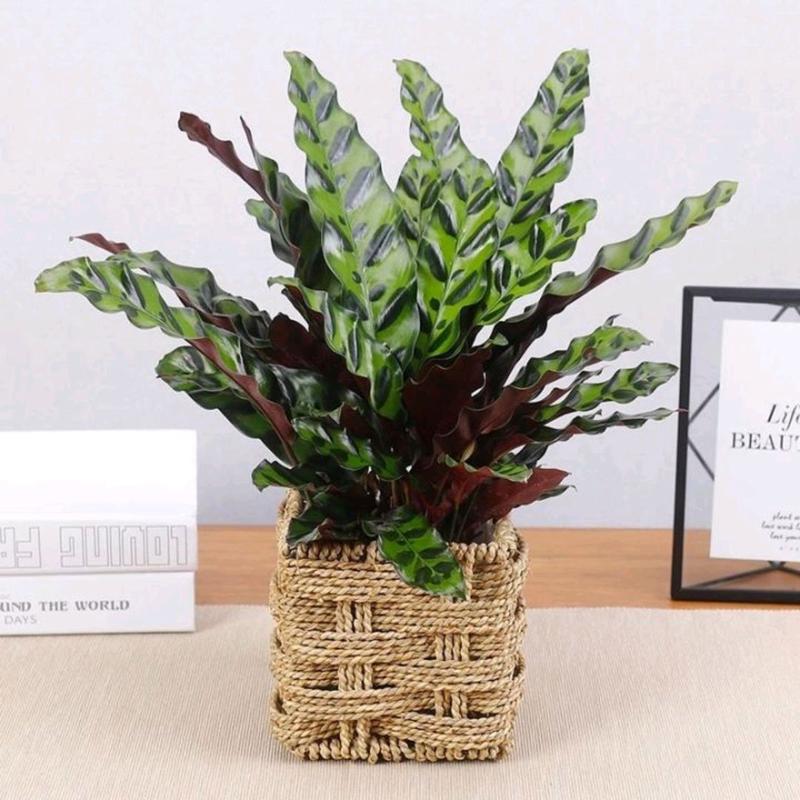 猫眼竹芋叶片发黄干枯怎么办？猫眼竹芋叶边焦枯是什么原因？-第6张图片-优品飞百科