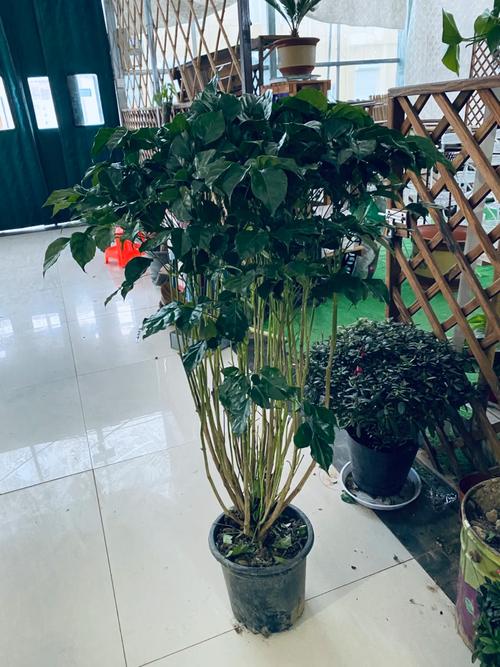 猫眼竹芋叶片发黄干枯怎么办？猫眼竹芋叶边焦枯是什么原因？-第7张图片-优品飞百科