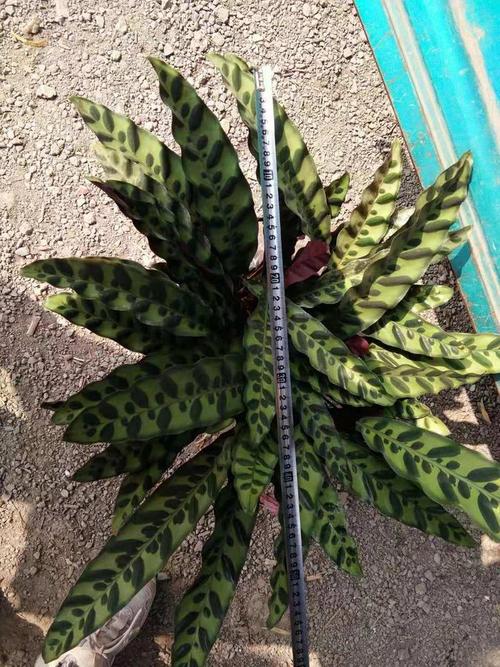 猫眼竹芋叶片发黄干枯怎么办？猫眼竹芋叶边焦枯是什么原因？-第8张图片-优品飞百科