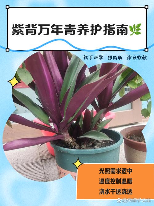 万年青如何换盆？万年青换盆要修根吗？