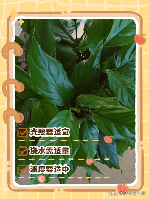 万年青如何换盆？万年青换盆要修根吗？-第2张图片-优品飞百科