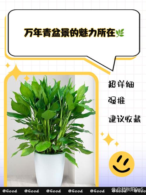 万年青如何换盆？万年青换盆要修根吗？-第3张图片-优品飞百科