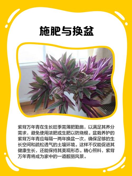 万年青如何换盆？万年青换盆要修根吗？-第4张图片-优品飞百科