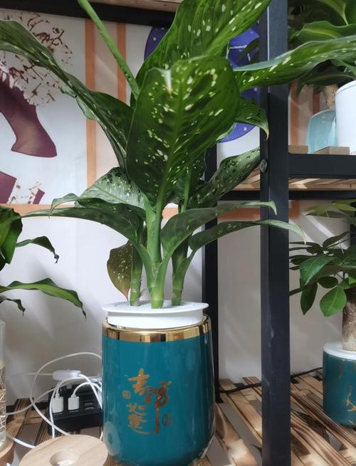 万年青如何换盆？万年青换盆要修根吗？-第5张图片-优品飞百科