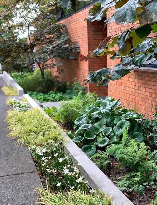 葱兰怎么施肥？葱兰怎么施肥比较好？