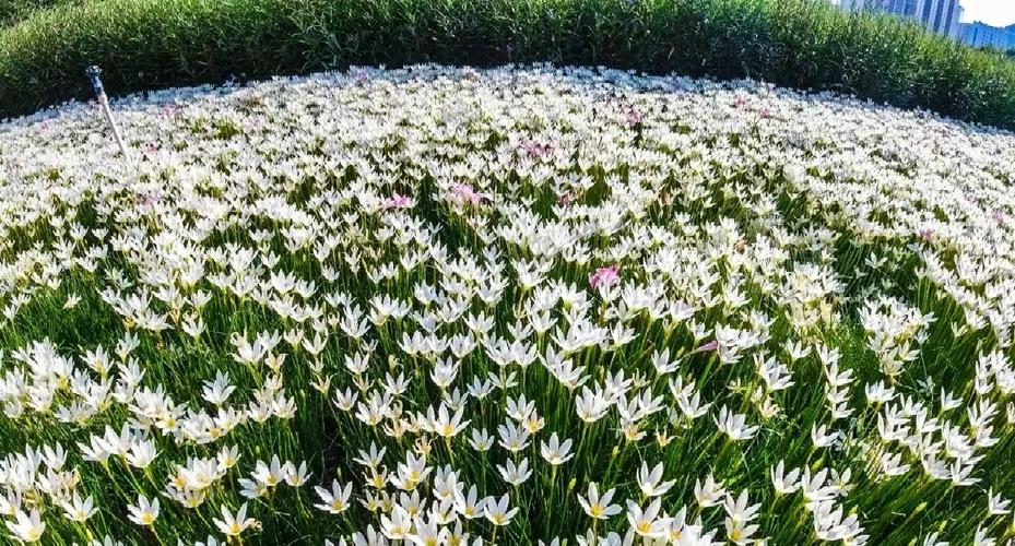 葱兰怎么施肥？葱兰怎么施肥比较好？-第2张图片-优品飞百科