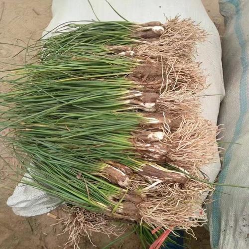 葱兰怎么施肥？葱兰怎么施肥比较好？-第3张图片-优品飞百科