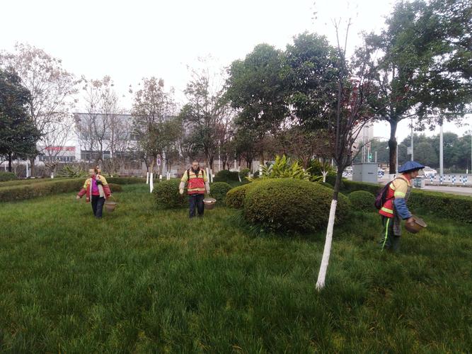 葱兰怎么施肥？葱兰怎么施肥比较好？-第5张图片-优品飞百科