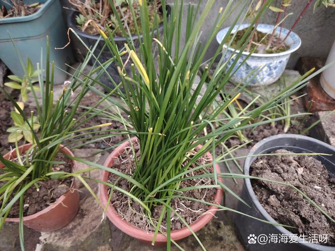 葱兰怎么施肥？葱兰怎么施肥比较好？-第4张图片-优品飞百科