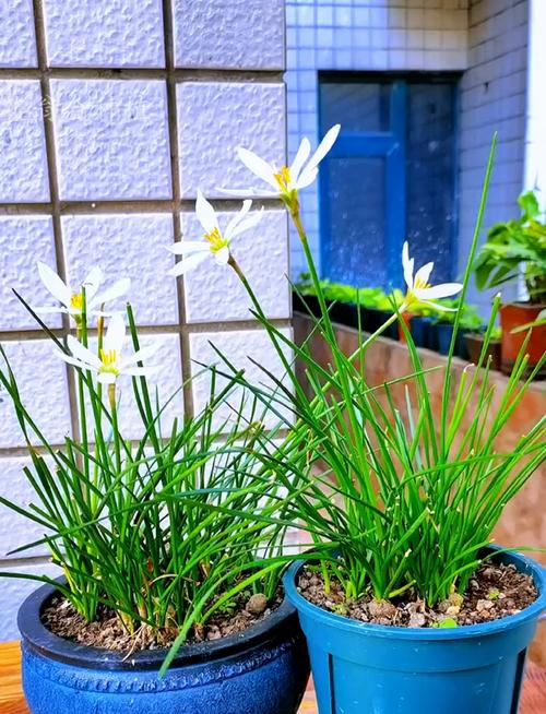 葱兰怎么施肥？葱兰怎么施肥比较好？-第6张图片-优品飞百科