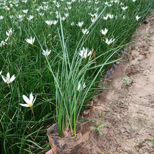 葱兰怎么施肥？葱兰怎么施肥比较好？-第7张图片-优品飞百科