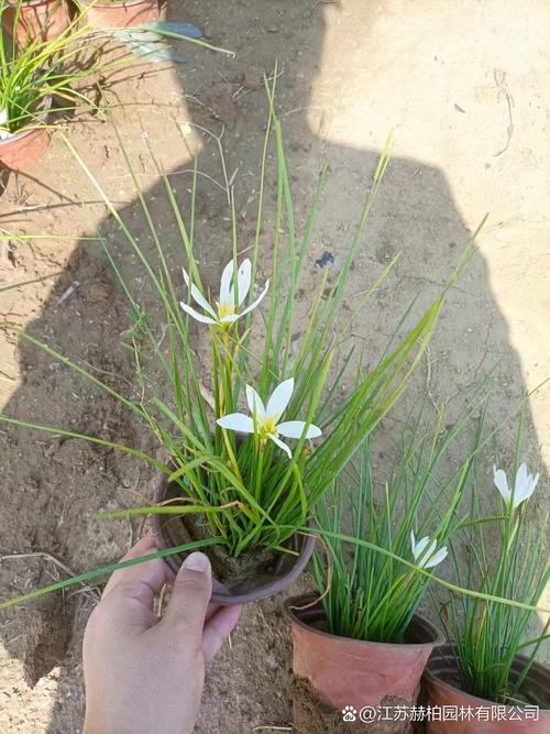 葱兰怎么施肥？葱兰怎么施肥比较好？-第8张图片-优品飞百科