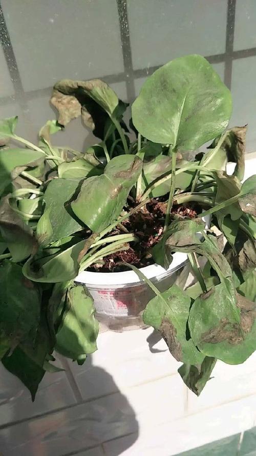 绿萝秃的只剩梗，绿萝秃顶咋办？