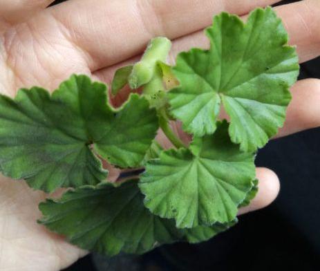 绿萝秃的只剩梗,绿萝秃顶咋办?-第3张图片-优品飞百科 绿萝秃的只剩梗,绿萝秃顶咋办?-第3张图片-优品飞百科