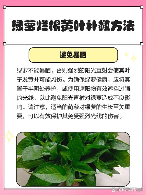 绿萝秃的只剩梗,绿萝秃顶咋办?-第4张图片-优品飞百科 绿萝秃的只剩梗,绿萝秃顶咋办?-第4张图片-优品飞百科