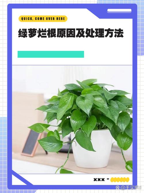 绿萝秃的只剩梗,绿萝秃顶咋办?-第5张图片-优品飞百科 绿萝秃的只剩梗,绿萝秃顶咋办?-第5张图片-优品飞百科