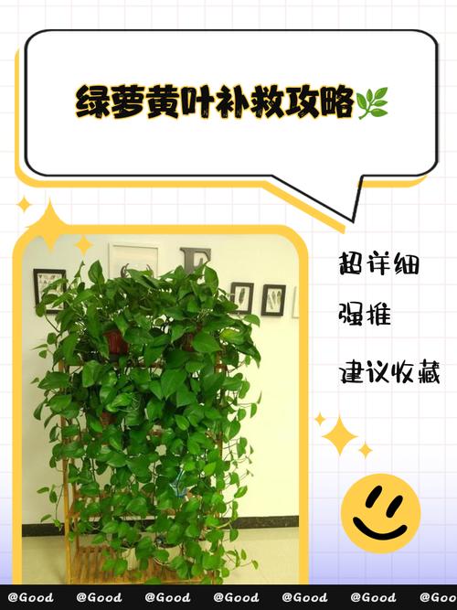 绿萝秃的只剩梗,绿萝秃顶咋办?-第6张图片-优品飞百科 绿萝秃的只剩梗,绿萝秃顶咋办?-第6张图片-优品飞百科