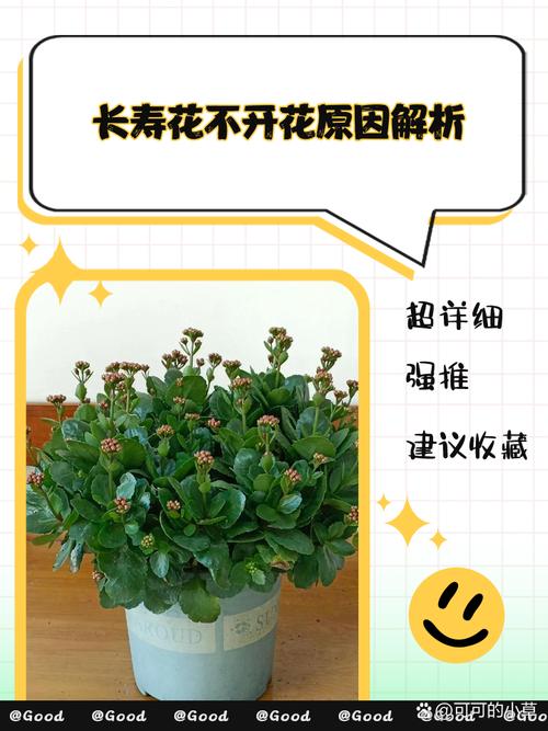 长寿花怎么不开花，长寿花怎么不开花是怎么回事？