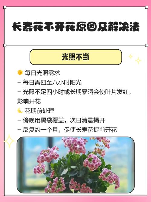 长寿花怎么不开花，长寿花怎么不开花是怎么回事？-第2张图片-优品飞百科