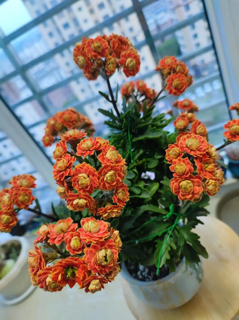 长寿花怎么不开花，长寿花怎么不开花是怎么回事？-第3张图片-优品飞百科