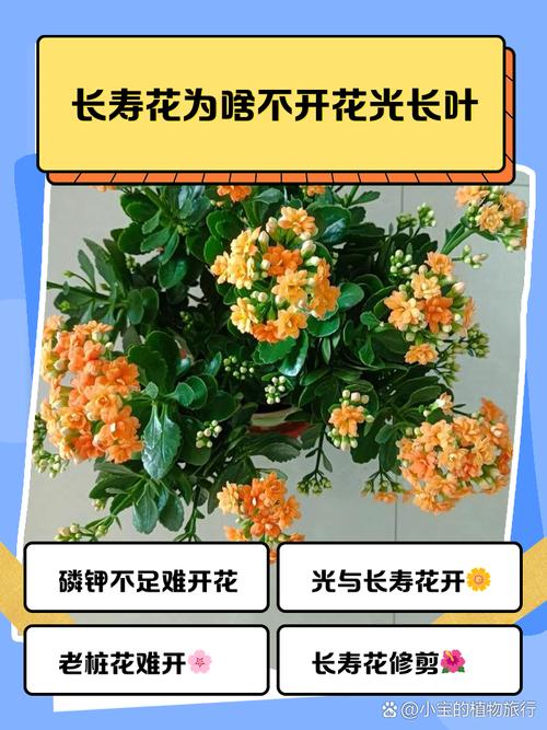 长寿花怎么不开花，长寿花怎么不开花是怎么回事？-第4张图片-优品飞百科