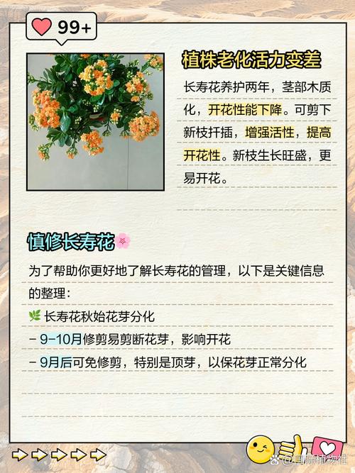 长寿花怎么不开花，长寿花怎么不开花是怎么回事？-第5张图片-优品飞百科