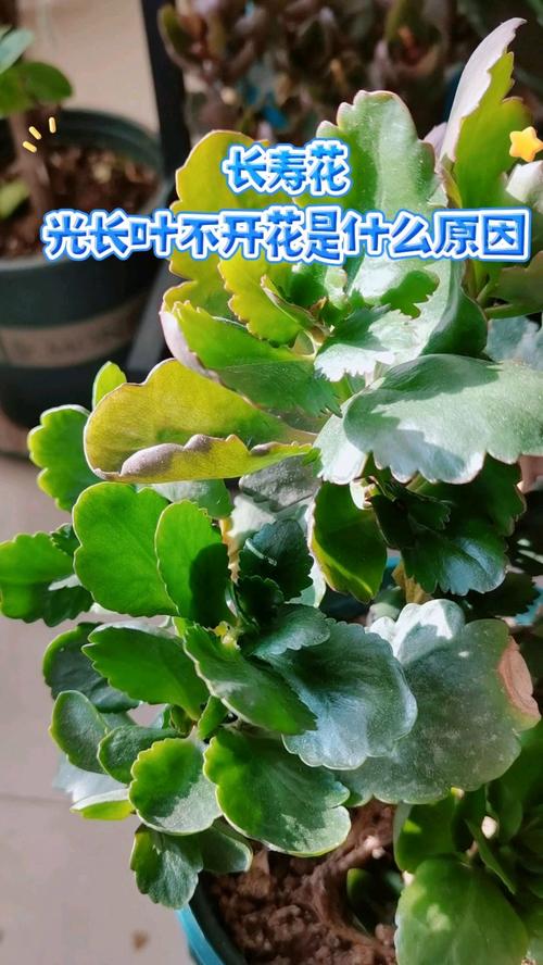 长寿花怎么不开花，长寿花怎么不开花是怎么回事？-第6张图片-优品飞百科