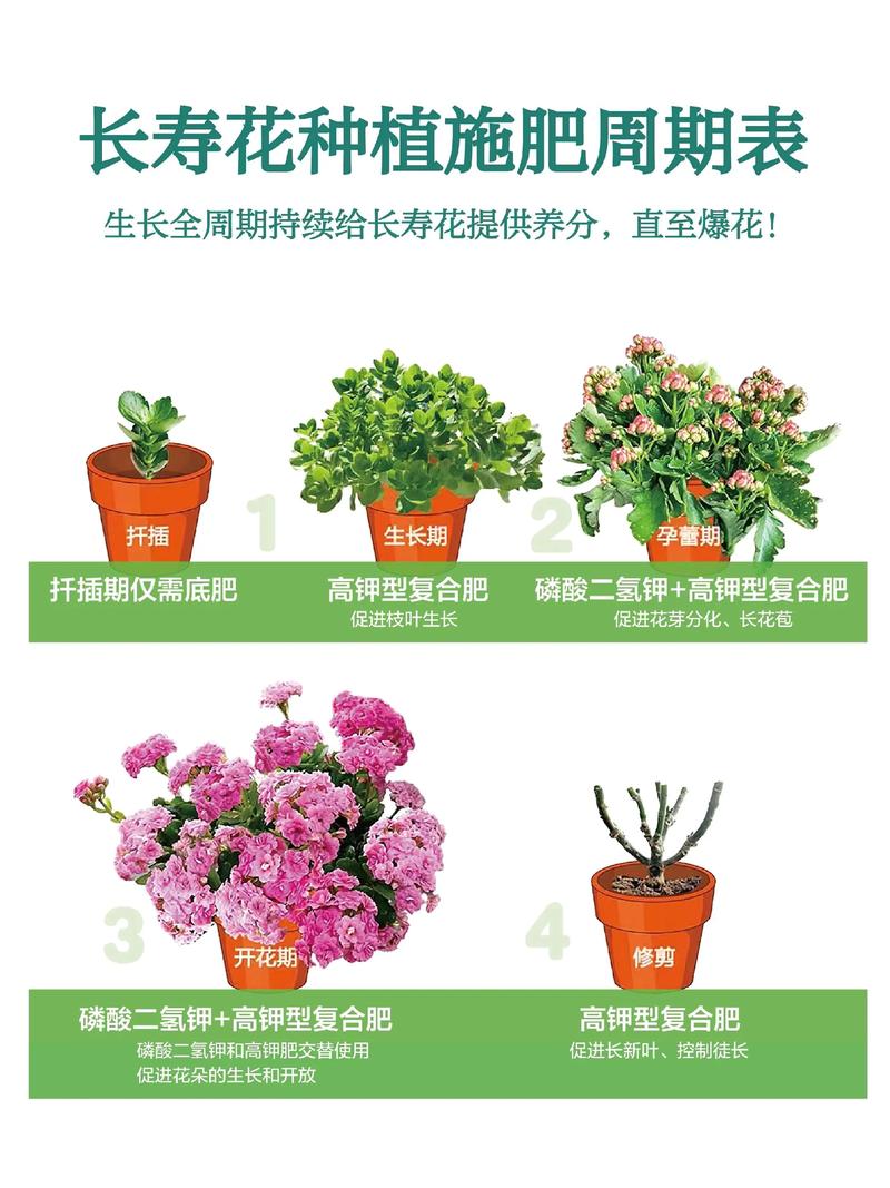 长寿花怎么不开花，长寿花怎么不开花是怎么回事？-第7张图片-优品飞百科