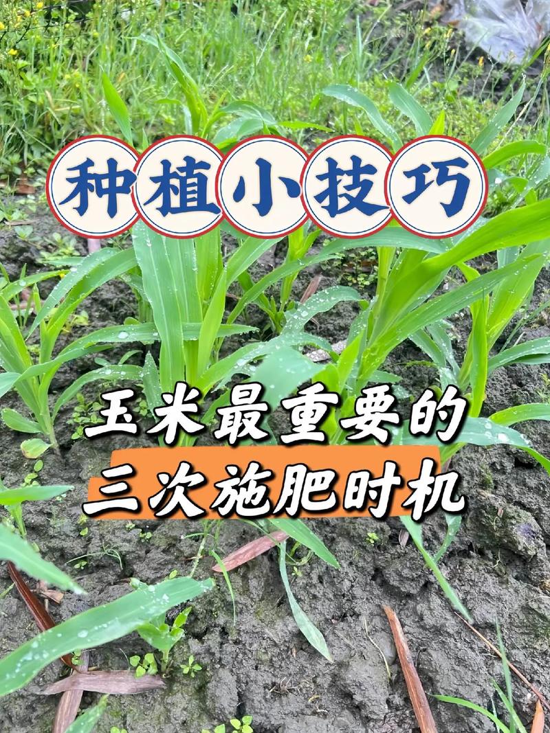 玉米什么时候种，2025年玉米什么时候种？-第1张图片-优品飞百科