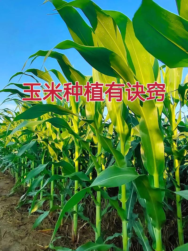 玉米什么时候种，2025年玉米什么时候种？-第3张图片-优品飞百科