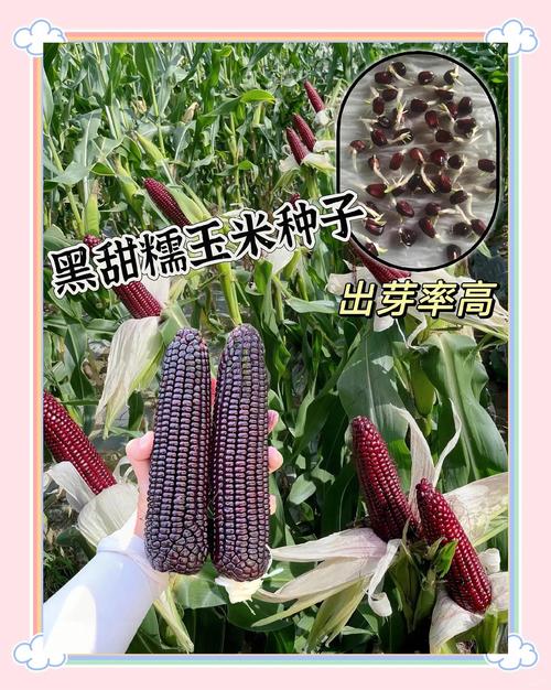 玉米什么时候种，2025年玉米什么时候种？-第4张图片-优品飞百科