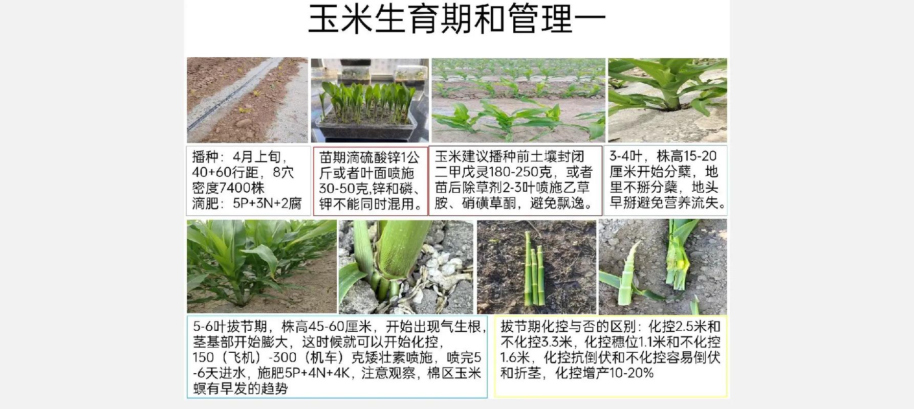 玉米什么时候种，2025年玉米什么时候种？-第5张图片-优品飞百科