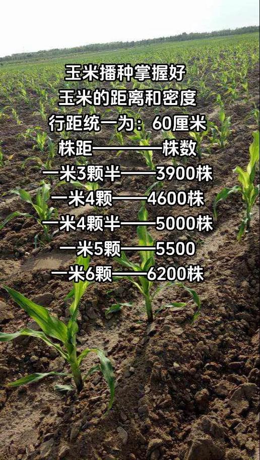 玉米什么时候种，2025年玉米什么时候种？-第6张图片-优品飞百科