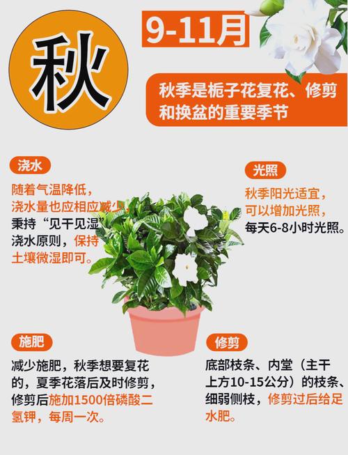 如何让栀子花开花，如何让栀子花开花爆满