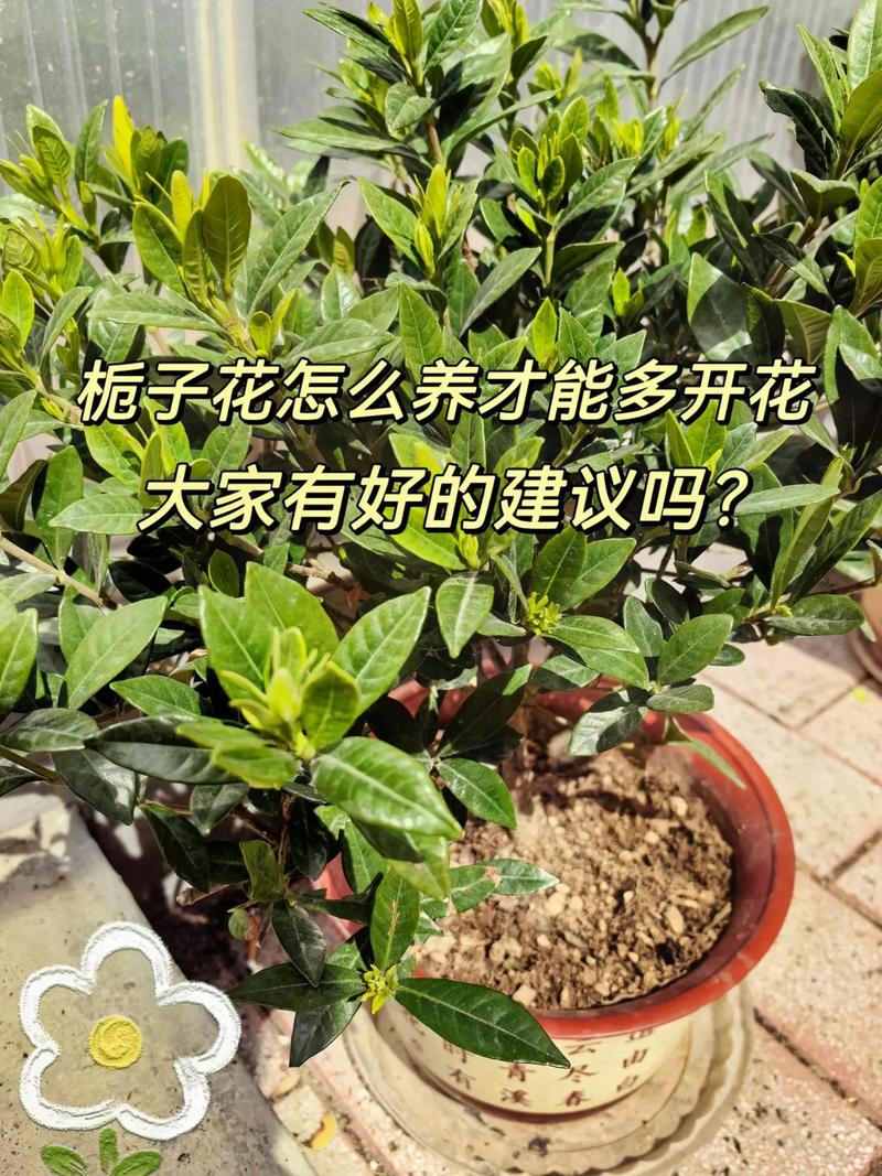 如何让栀子花开花，如何让栀子花开花爆满-第2张图片-优品飞百科