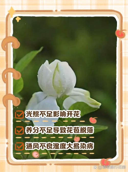 如何让栀子花开花，如何让栀子花开花爆满-第3张图片-优品飞百科