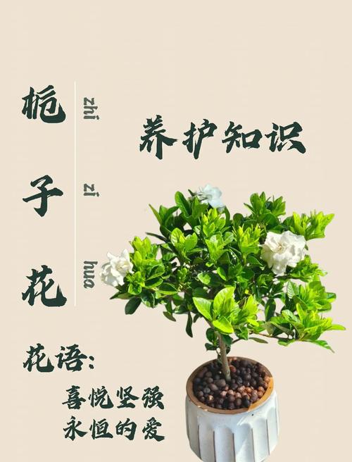 如何让栀子花开花，如何让栀子花开花爆满-第6张图片-优品飞百科
