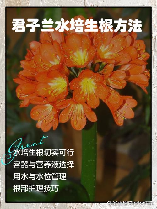 包含君子兰用这“2种”水浇的词条