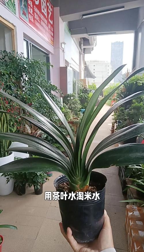 包含君子兰用这“2种”水浇的词条-第3张图片-优品飞百科 包含君子兰用这“2种”水浇的词条-第3张图片-优品飞百科