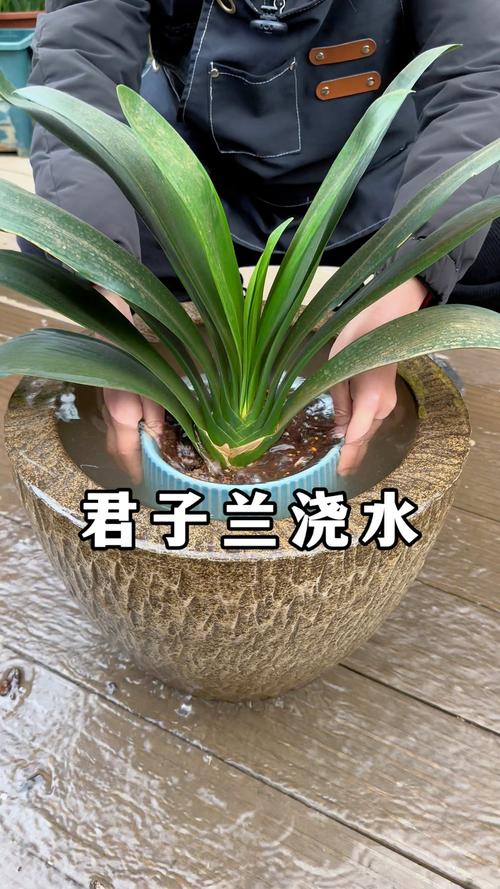 包含君子兰用这“2种”水浇的词条-第4张图片-优品飞百科 包含君子兰用这“2种”水浇的词条-第4张图片-优品飞百科