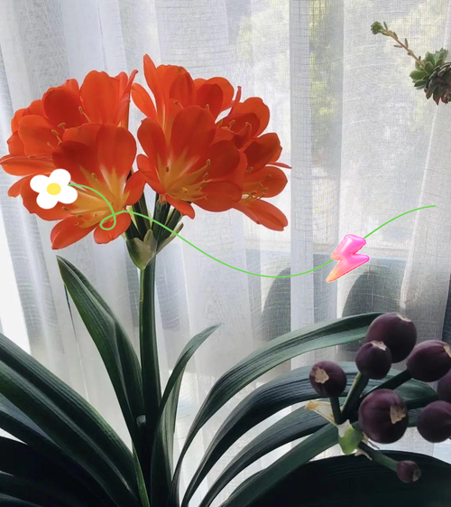 包含君子兰用这“2种”水浇的词条-第6张图片-优品飞百科 包含君子兰用这“2种”水浇的词条-第6张图片-优品飞百科